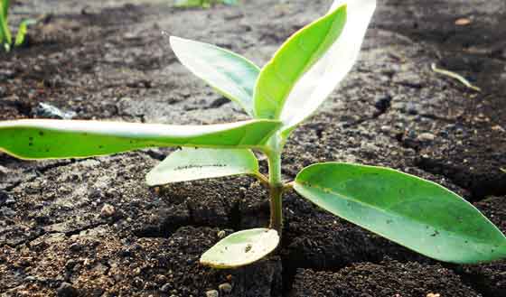 赛门仕博成功签约成都市现代农业发展投资有限公司网站设计开发项目