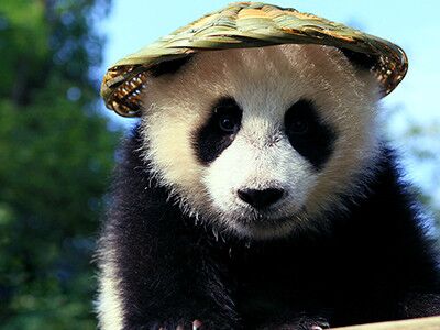 四川旅游中文资讯网