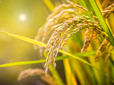 成都现代农业发展投资